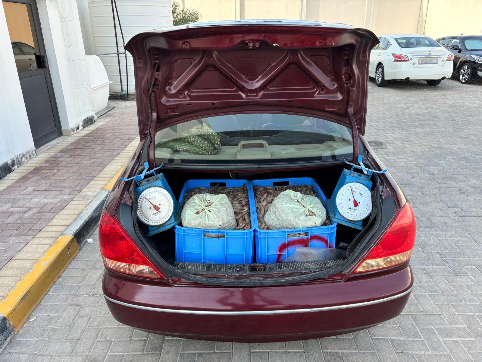 ضبط شخصين آسيويين وبحوزتهم ١٥٠ كيلو غرام من الروبيان المحظور صيده<